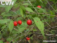 Korean cherry